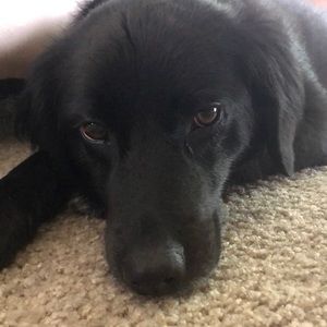 Meet your Posher, Sheree